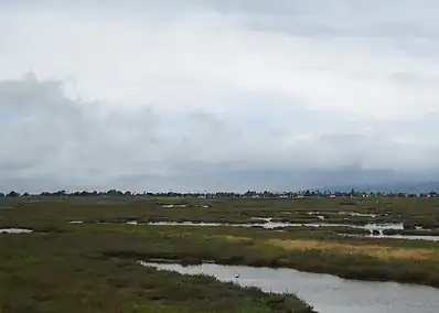 Livermore-Amador Valley Water Management Agency Wetland Restoration